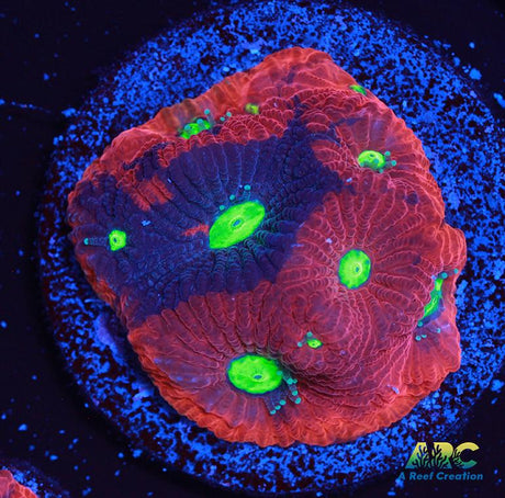 Bicolor War Coral