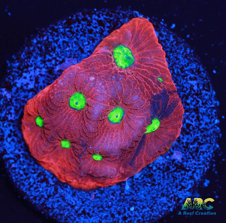 Bicolor War Coral