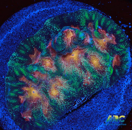 CC Space Cakes Favia