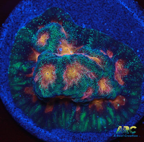 CC Space Cakes Favia