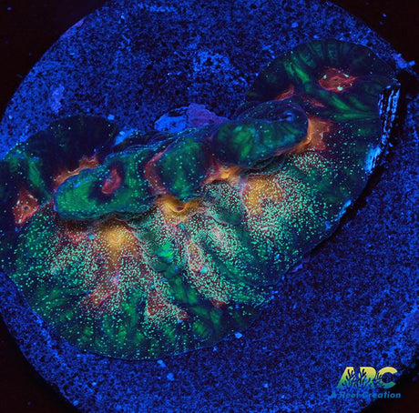 CC Space Cakes Favia