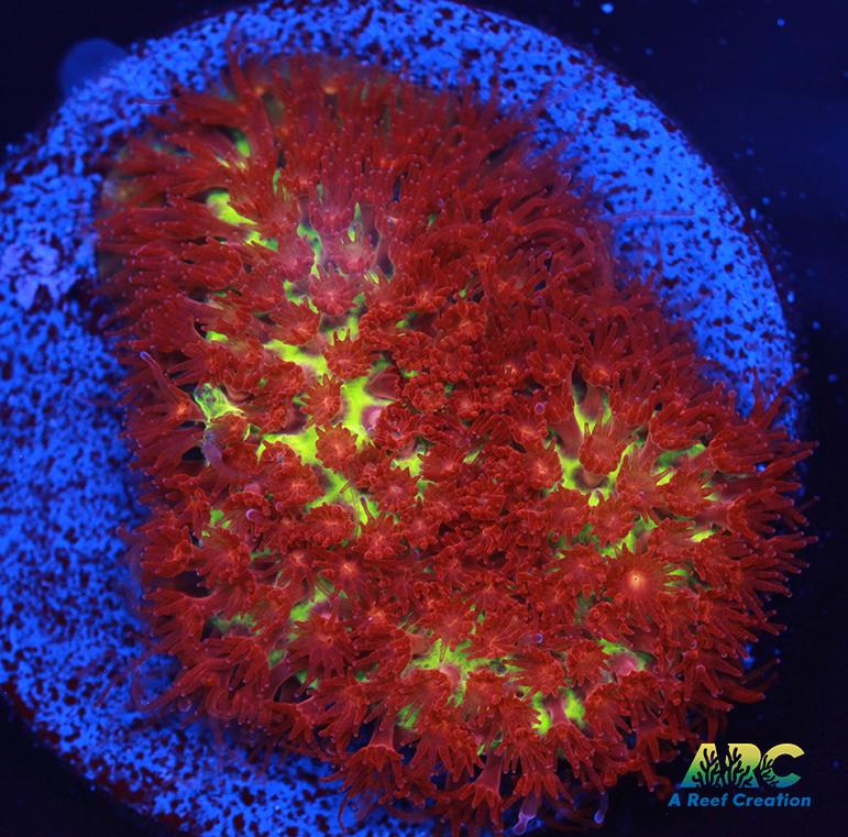 JF Burning Banana Stylo