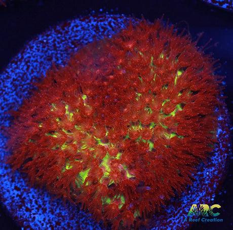 JF Burning Banana Stylo