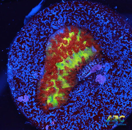 JF Burning Banana Stylo
