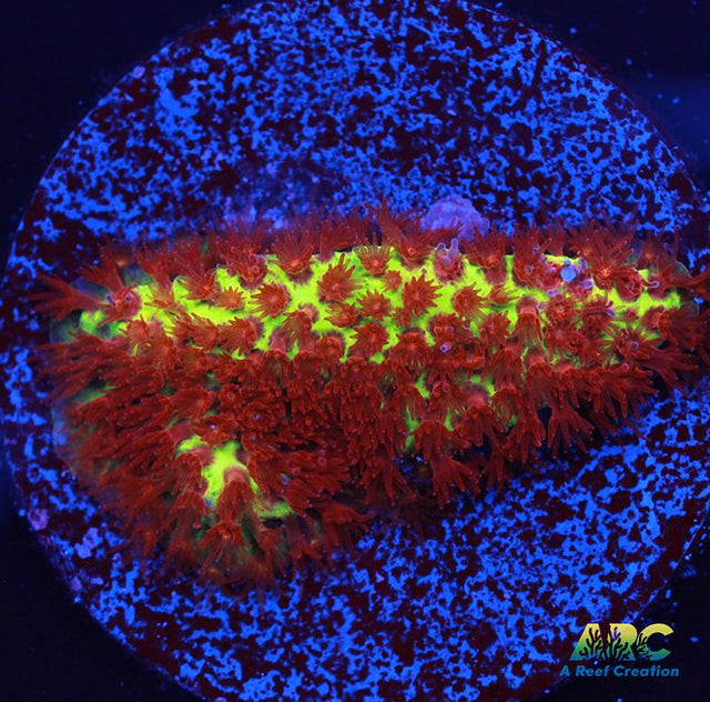 JF Burning Banana Stylo
