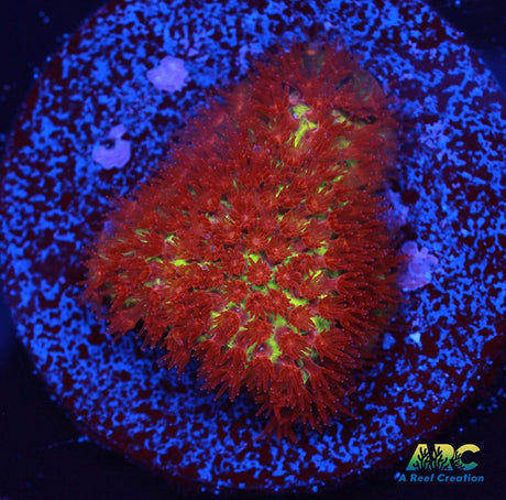 JF Burning Banana Stylo