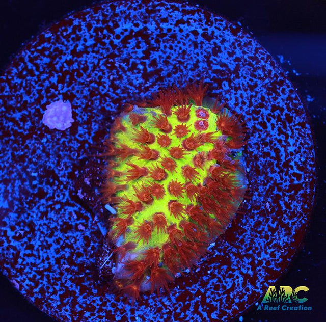 JF Burning Banana Stylo