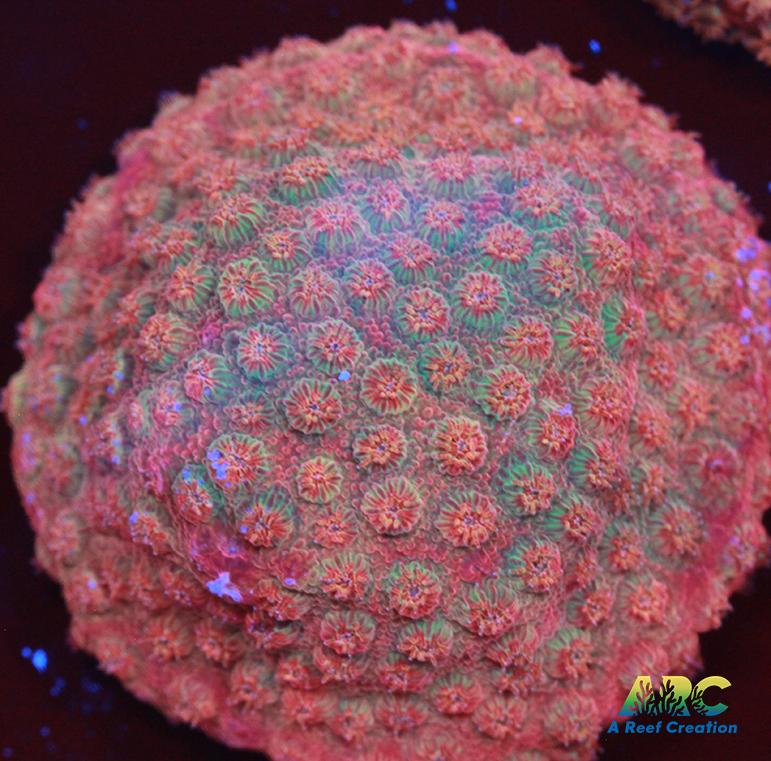 Cherry Red Cyphastrea