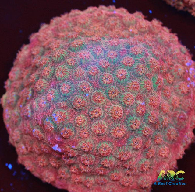 Cherry Red Cyphastrea