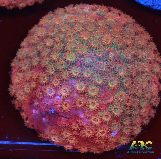 Cherry Red Cyphastrea
