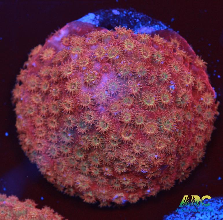 Cherry Red Cyphastrea