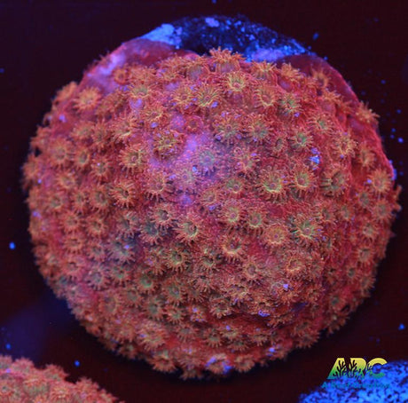 Cherry Red Cyphastrea