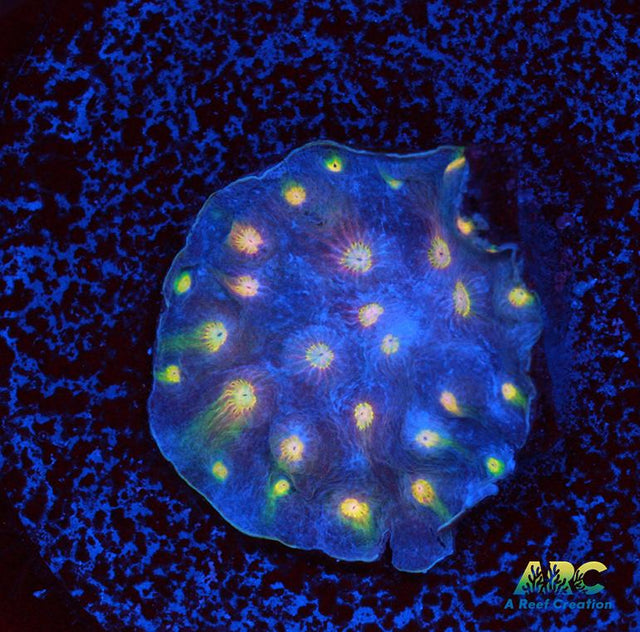 ARC Halley's Comet Plating Cyphastrea