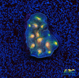 ARC Halley's Comet Plating Cyphastrea