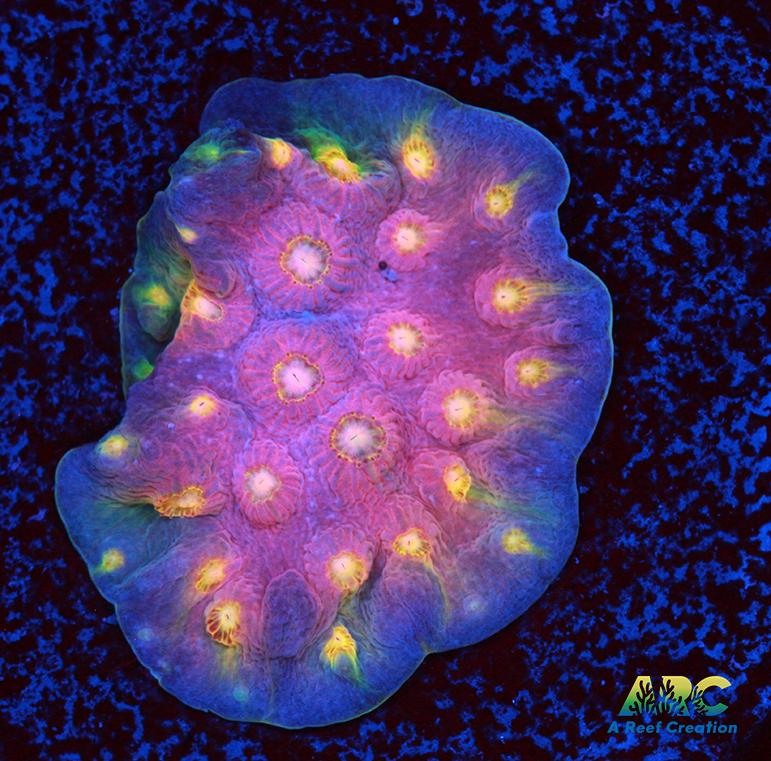 ARC Halley's Comet Plating Cyphastrea