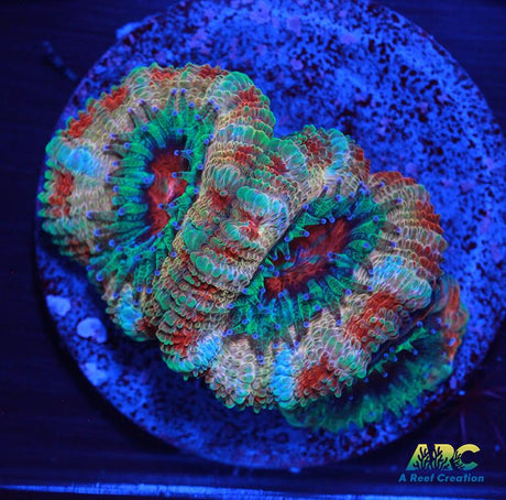 FF Blue Magic Acan