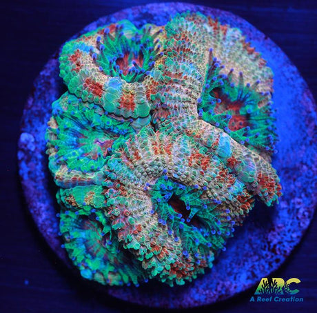 FF Blue Magic Acan
