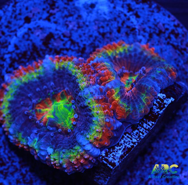 Rainbow Acan