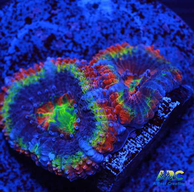 Rainbow Acan