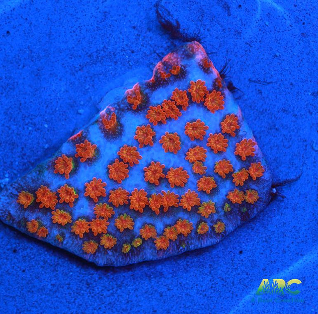 ECC Confused Rainbow Monti