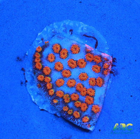 ECC Confused Rainbow Monti