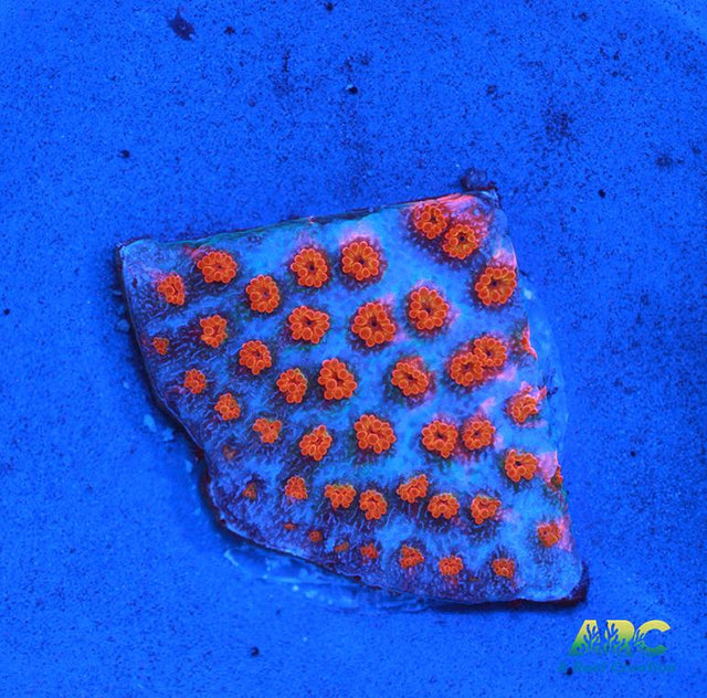 ECC Confused Rainbow Monti