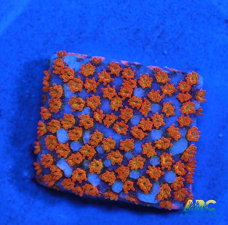 ECC Confused Rainbow Monti