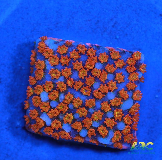 ECC Confused Rainbow Monti