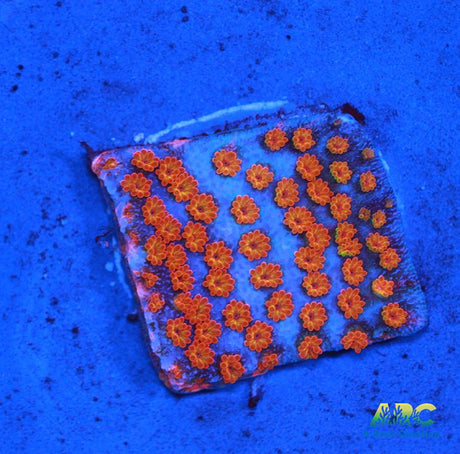 ECC Confused Rainbow Monti