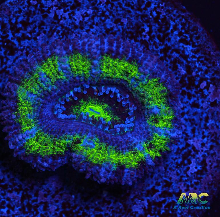Green Acan
