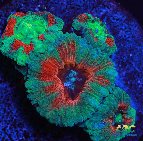 ARC Indo Acan