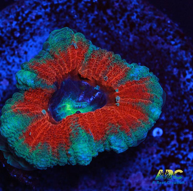 ARC Indo Acan