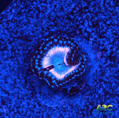 CC Pink Constellation