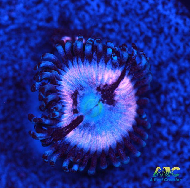 CC Pink Constellation