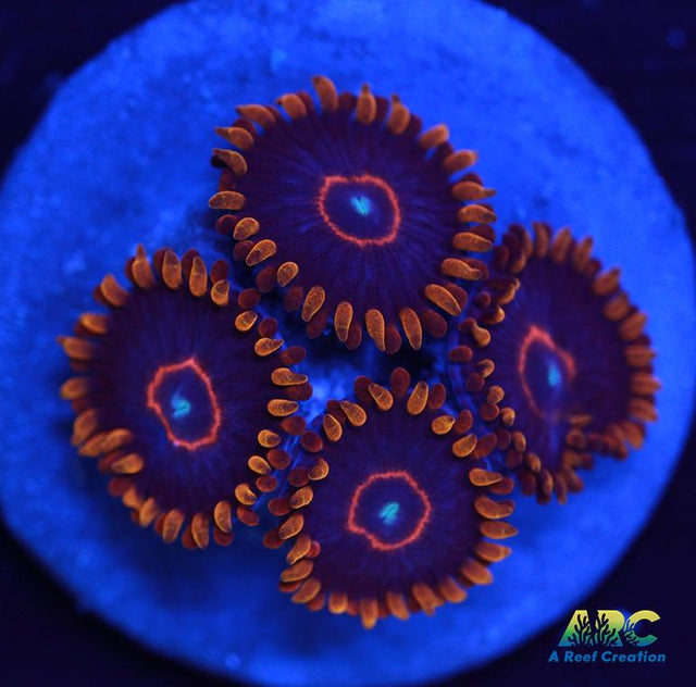 Red Hornets