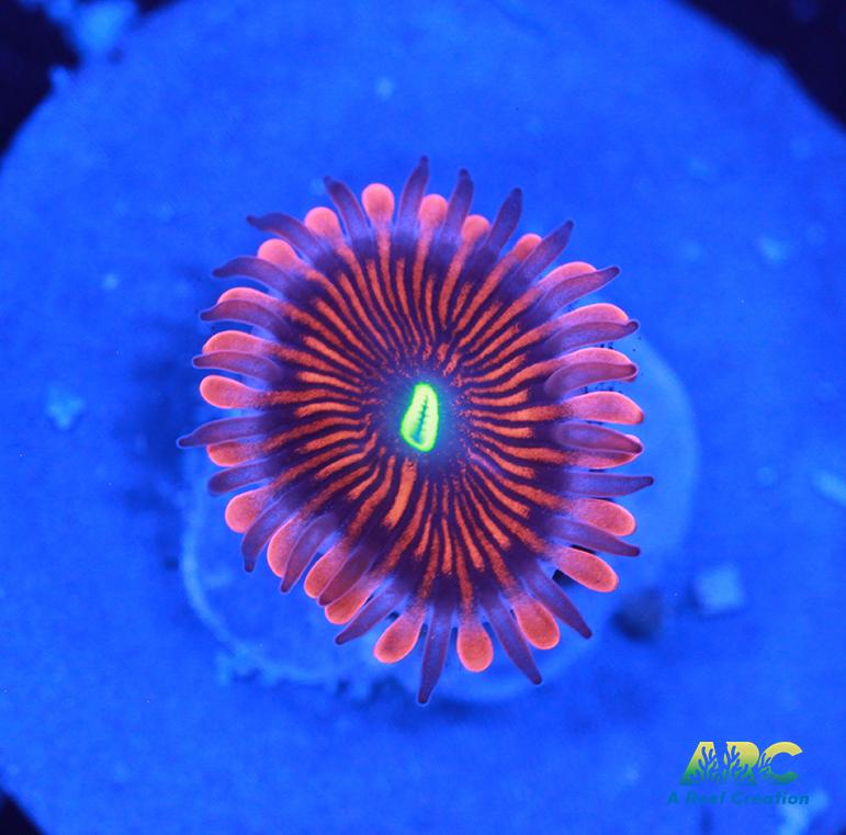 Electric Red People Eaters