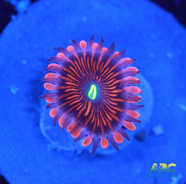 Electric Red People Eaters