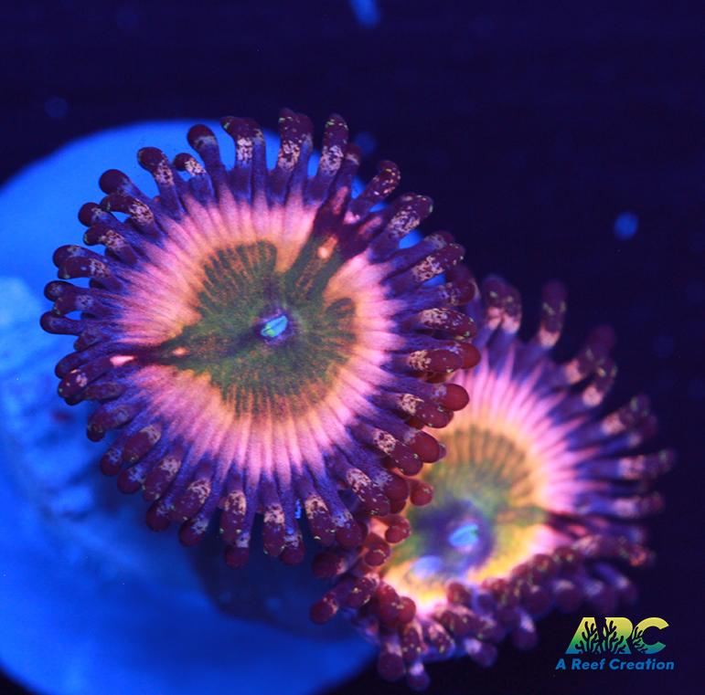 CB Rainbow Infusions