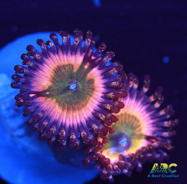 CB Rainbow Infusions