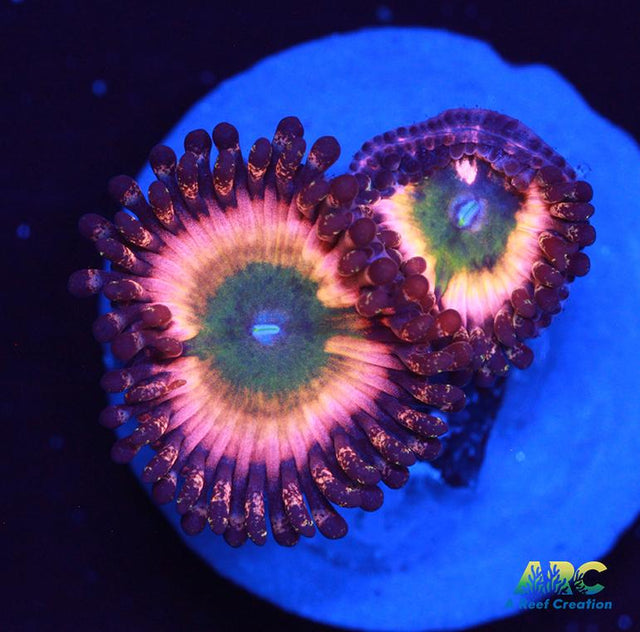 CB Rainbow Infusions