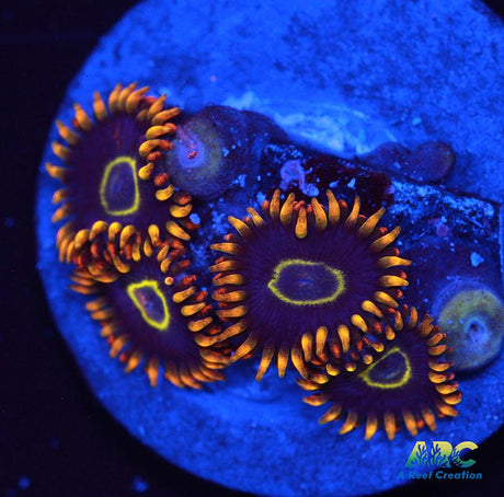 Rainbow Hornets