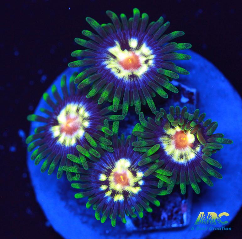 JF Stargazers