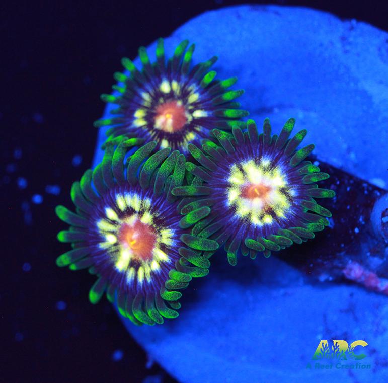 JF Stargazers