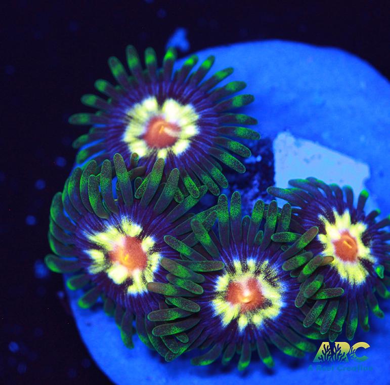 JF Stargazers