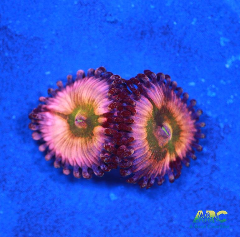 CB Rainbow Infusion
