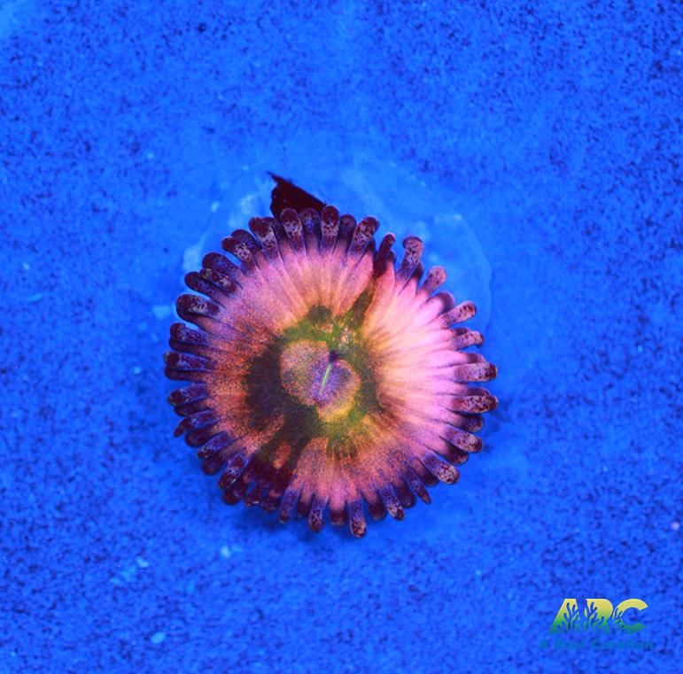 CB Rainbow Infusion