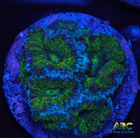 Green Acan