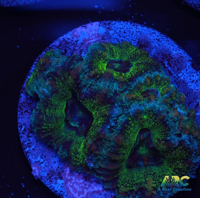 Green Acan