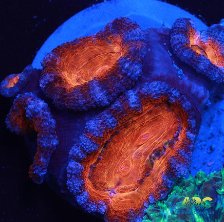 Red Acan