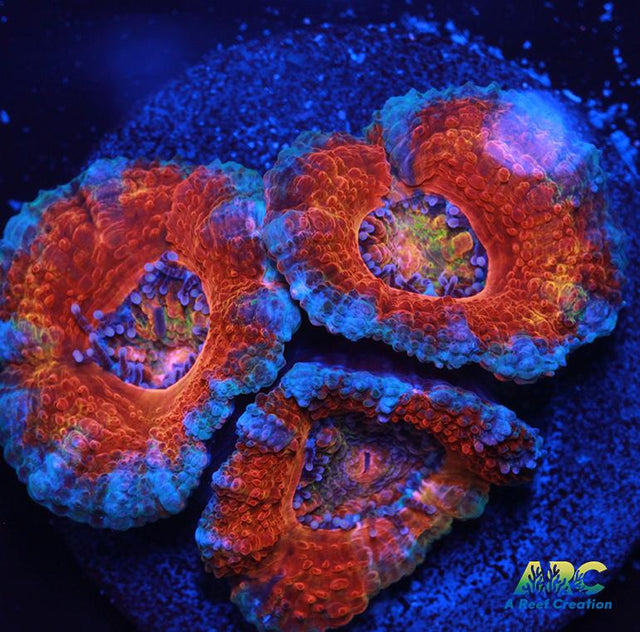 Red and Teal Acan